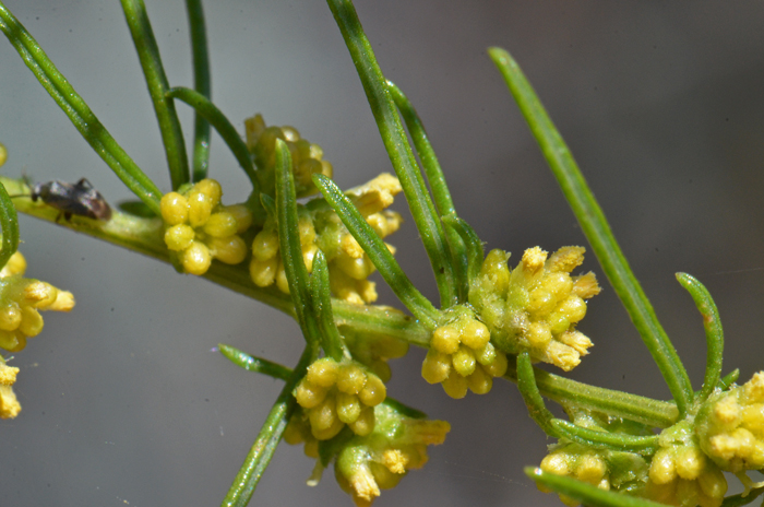 Singlewhorl Burrobrush has both male and female flowers in the same clusters. Flowers are white or green and most flowers are males. Here are male (staminate) flowers, most buds with just a few fully opened. Ambrosia monogyra
